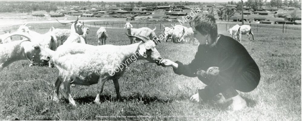 Sue Kennett with some of the goats from Calmsley Hill farm, Abbotsbury, NSW