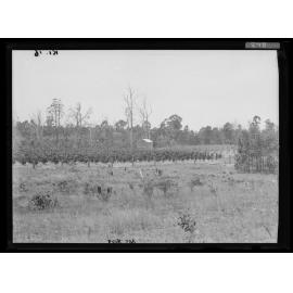 Henry Dreis Vineyard, Fairfield NSW, 1911
