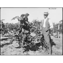 Henry Dreis Vineyard, Fairfield NSW, 1916