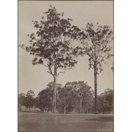 Two tall eucalypts at Horsley NSW