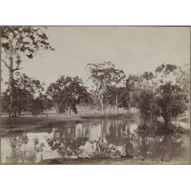 Eucalypts around a dam, Horsley NSW