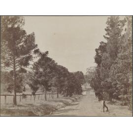 Entrance road lined with Bunya pines, Horsley NSW