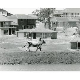 Sue Kennett taking Daisy the cow for a walk, Abbotsbury, NSW