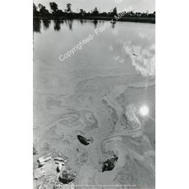 Ducks in stagnent waters, Canley Vale, NSW