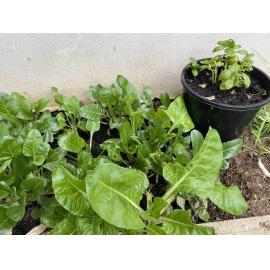 Home planting
