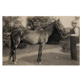 Walter Stimson with a horse, Fairfield West NSW, c. 1910s