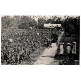 George Stimson's Vineyard, Canley Vale NSW, c. 1895