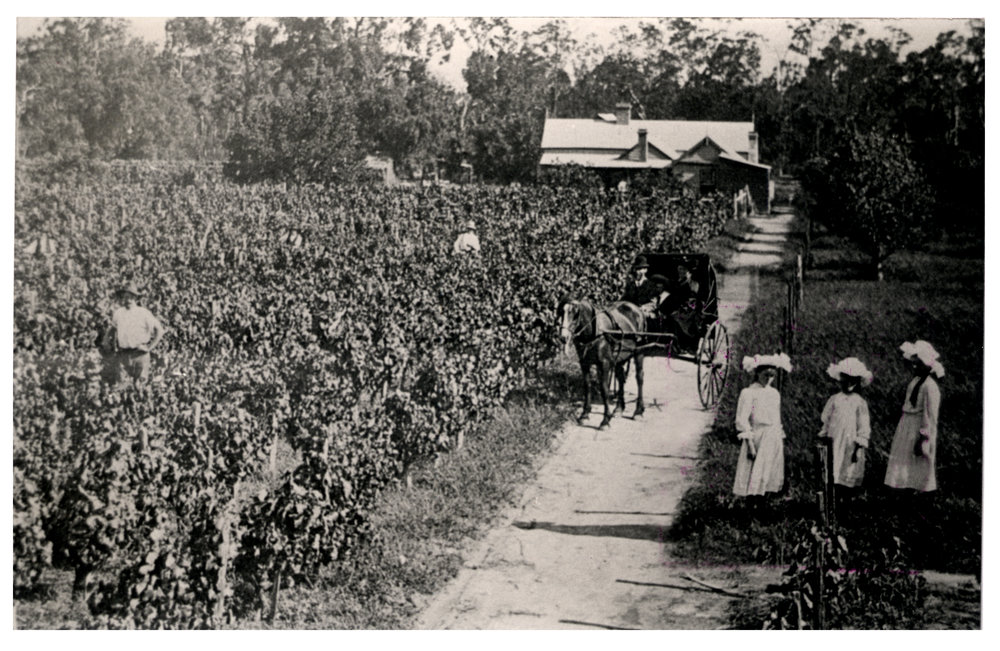 George Stimson's Vineyard, Canley Vale NSW, c.1895