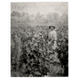 Theodore Serovich in his vineyard
