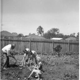 McNeice family picking potatoes, Macquarie Fields NSW