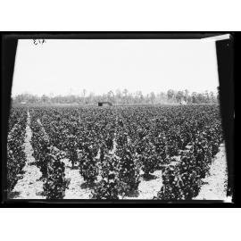 J.G. Bull's Vineyard, Fairfield NSW, 1911