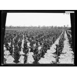 J.G. Bull's vineyard, Fairfield NSW, 1911