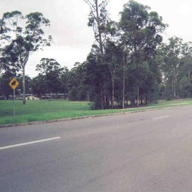 Bunya Pines, Wetherill Park NSW, c. 2000s

Photograph taken by Fairfield Heritage Committee